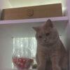 FLUTE - Femmina - 9 anni (nata a maggio 2016)  - Razza: British Shorthair  - Carattere: buona, socievole, tranquilla   Foto 7